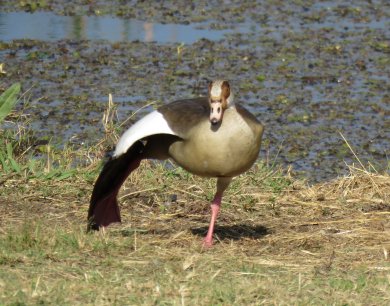 Egyptian goose mukuvisi woodlands waterhole
